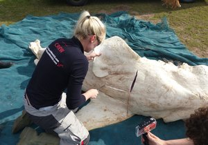 Grootwithaai gedissekteer